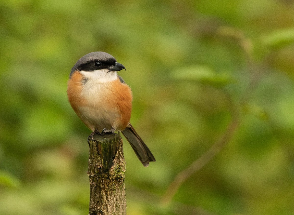 Gray-backed Shrike - ML619764428