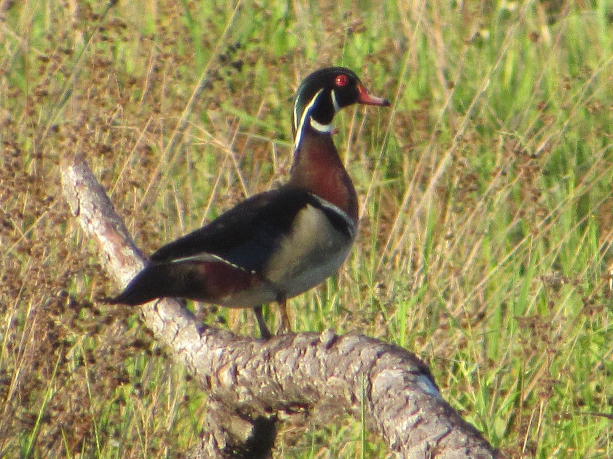 Wood Duck - ML619764439