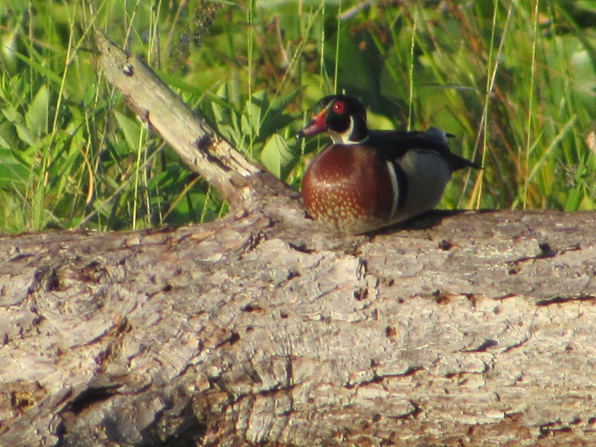 Wood Duck - ML619764445