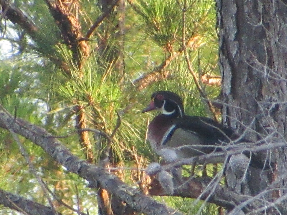 Wood Duck - ML619764451