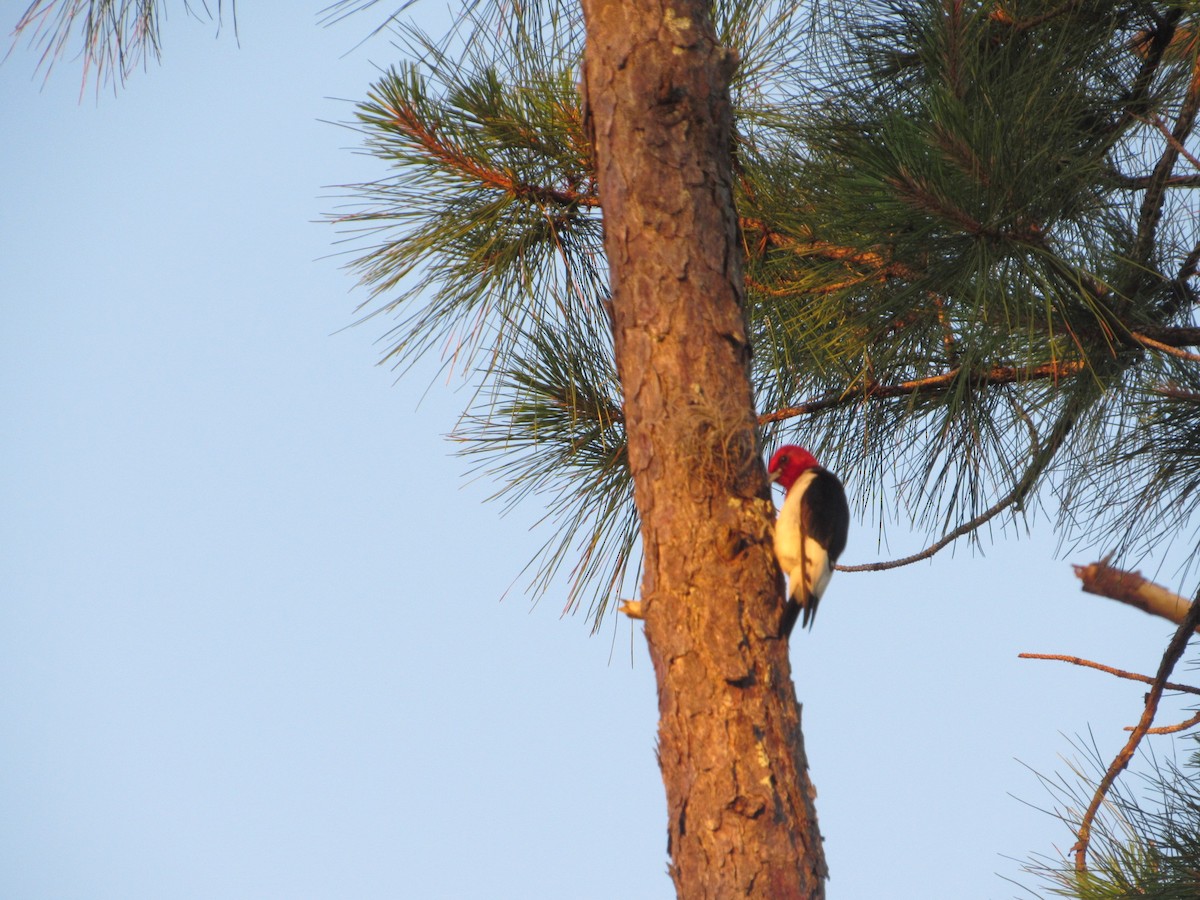 Red-headed Woodpecker - ML619764460