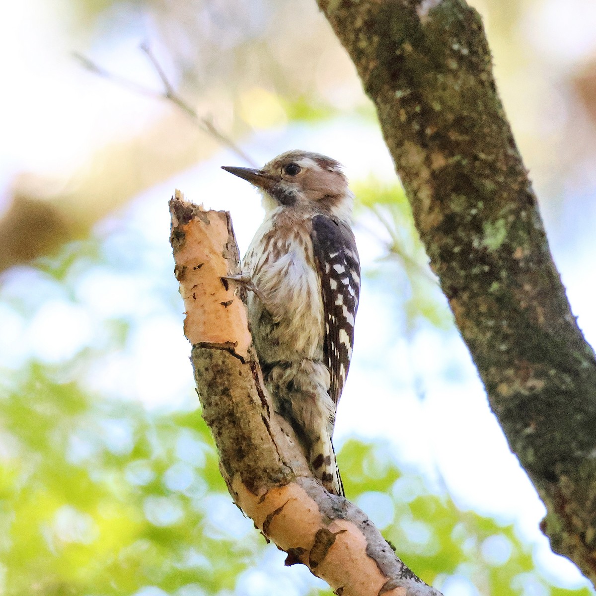 Japanese Pygmy Woodpecker - ML619764461