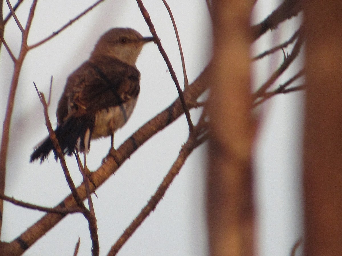 Northern Mockingbird - ML619764468