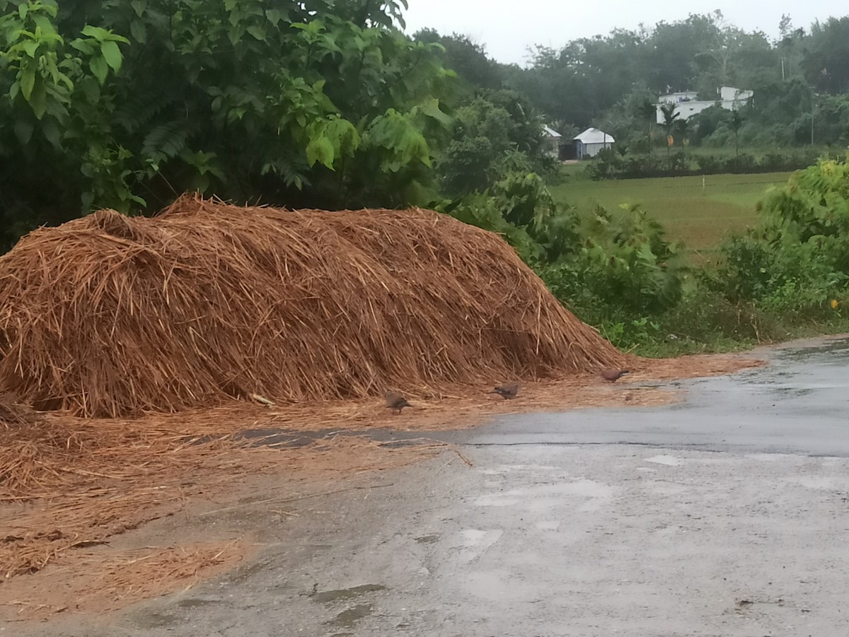 Red Collared-Dove - ML619764469