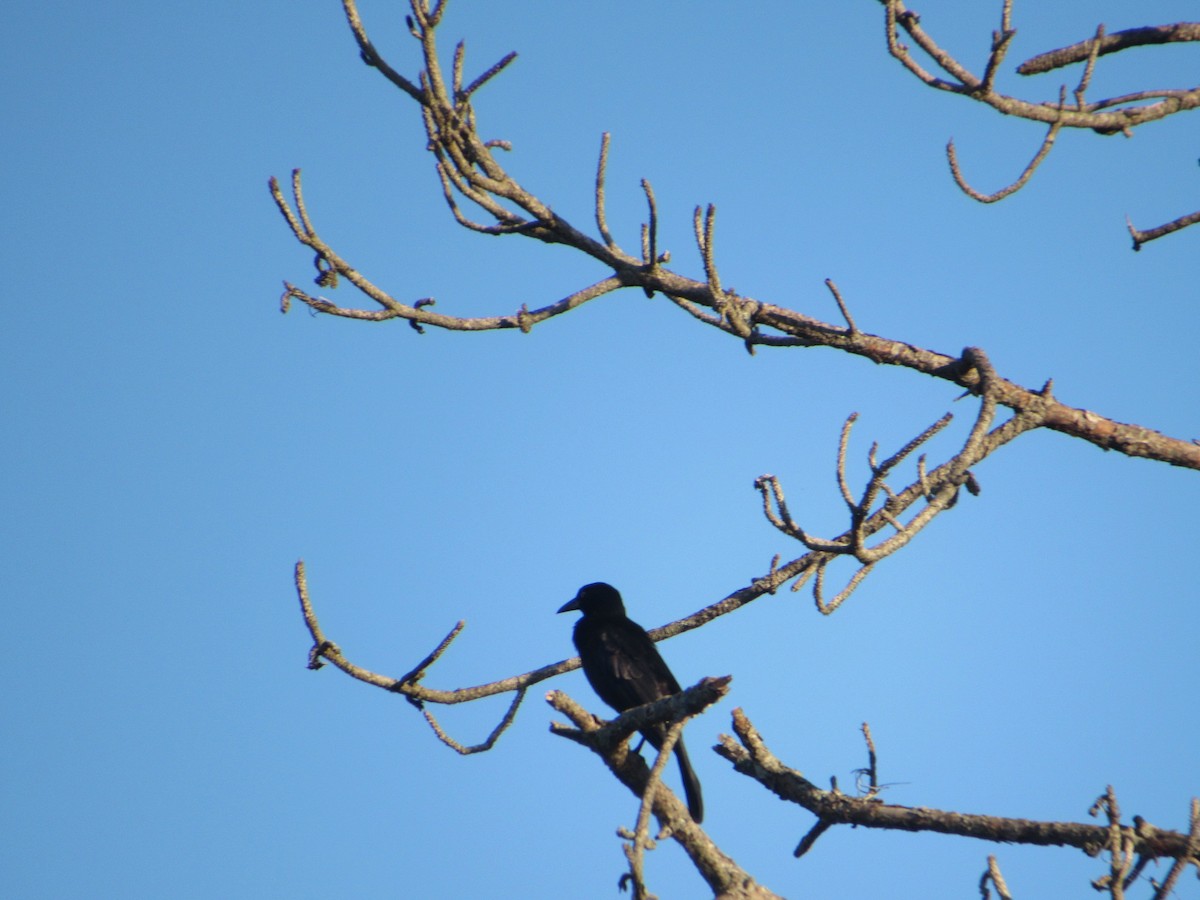 Common Grackle - ML619764478