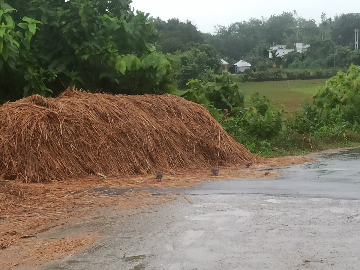 Spotted Dove - ML619764485
