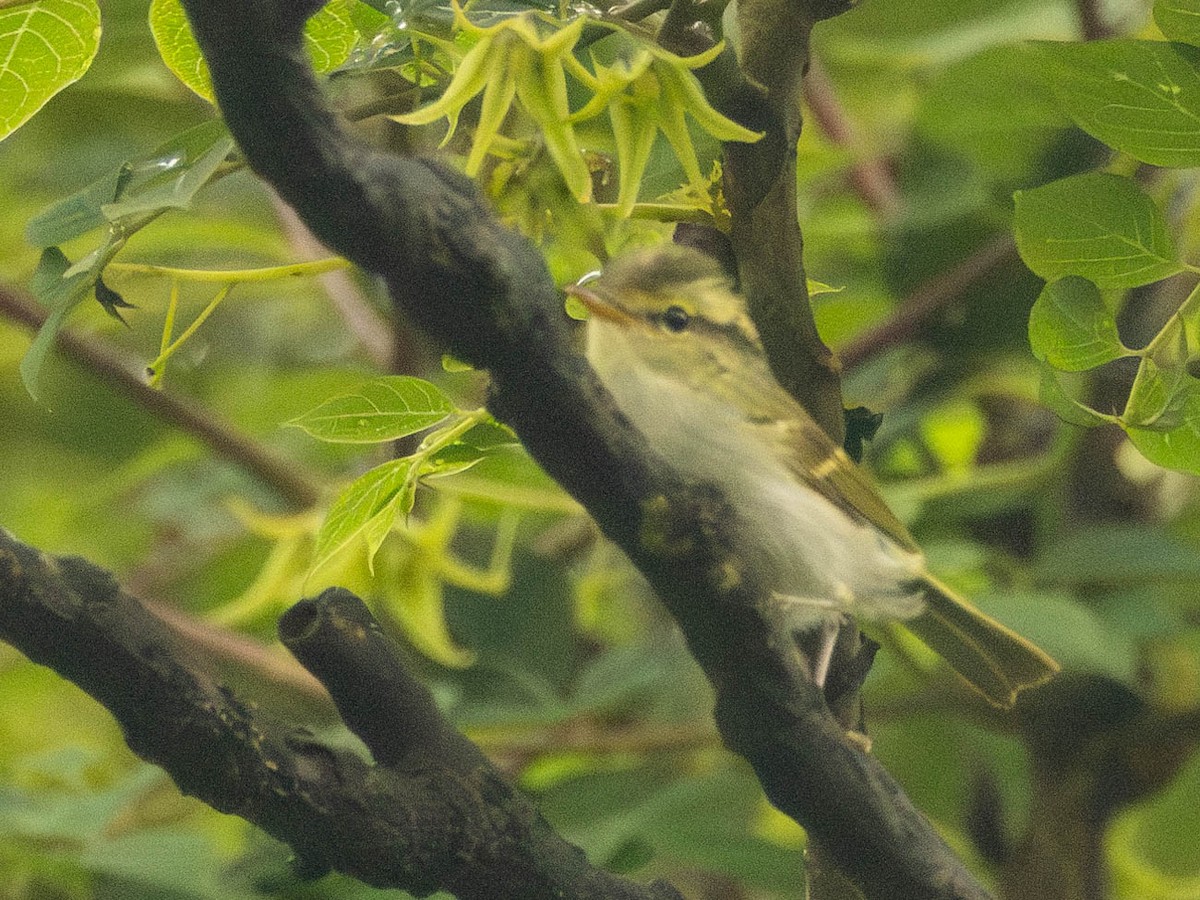 Kloss's Leaf Warbler - ML619764486