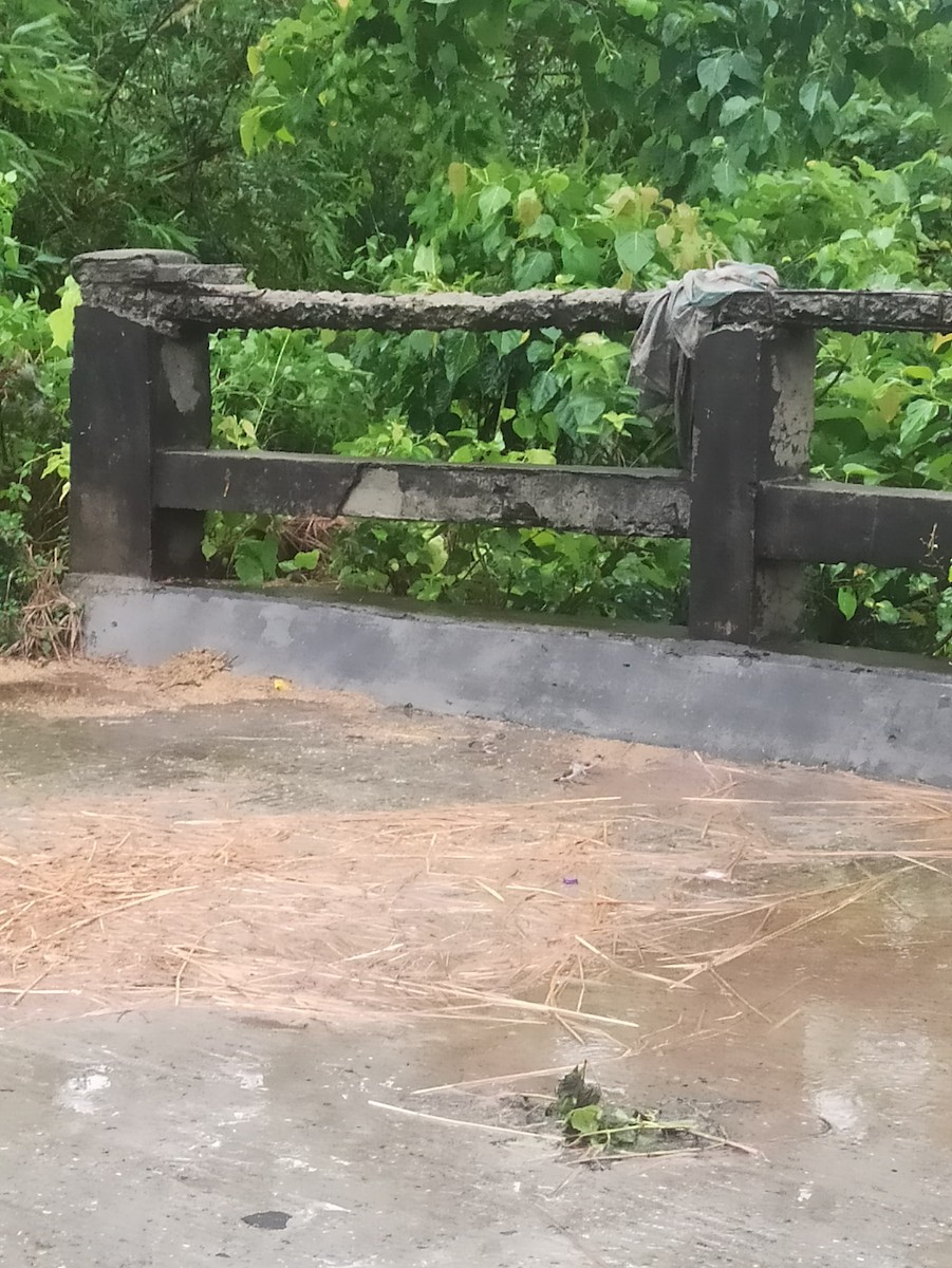 Indian Silverbill - ML619764511