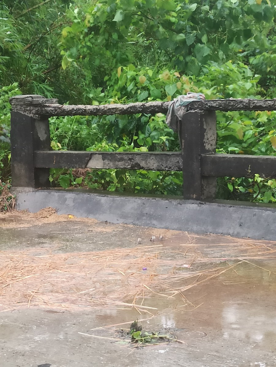 Indian Silverbill - ML619764512