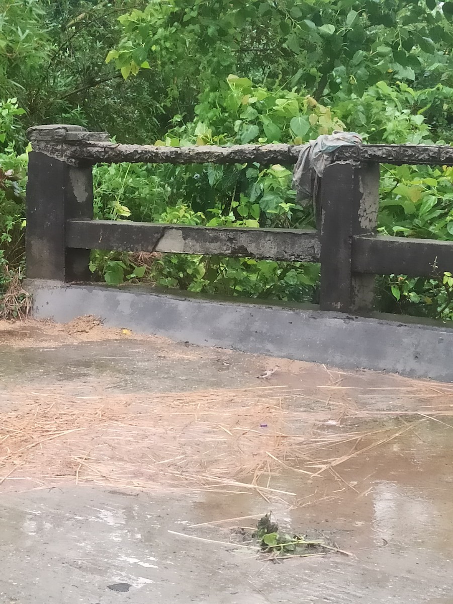 Indian Silverbill - ML619764513