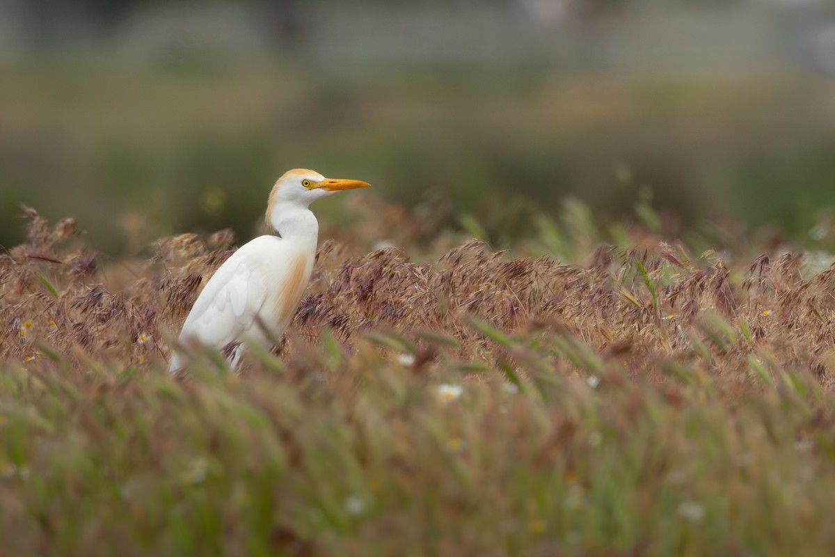 Western Cattle Egret - ML619764518