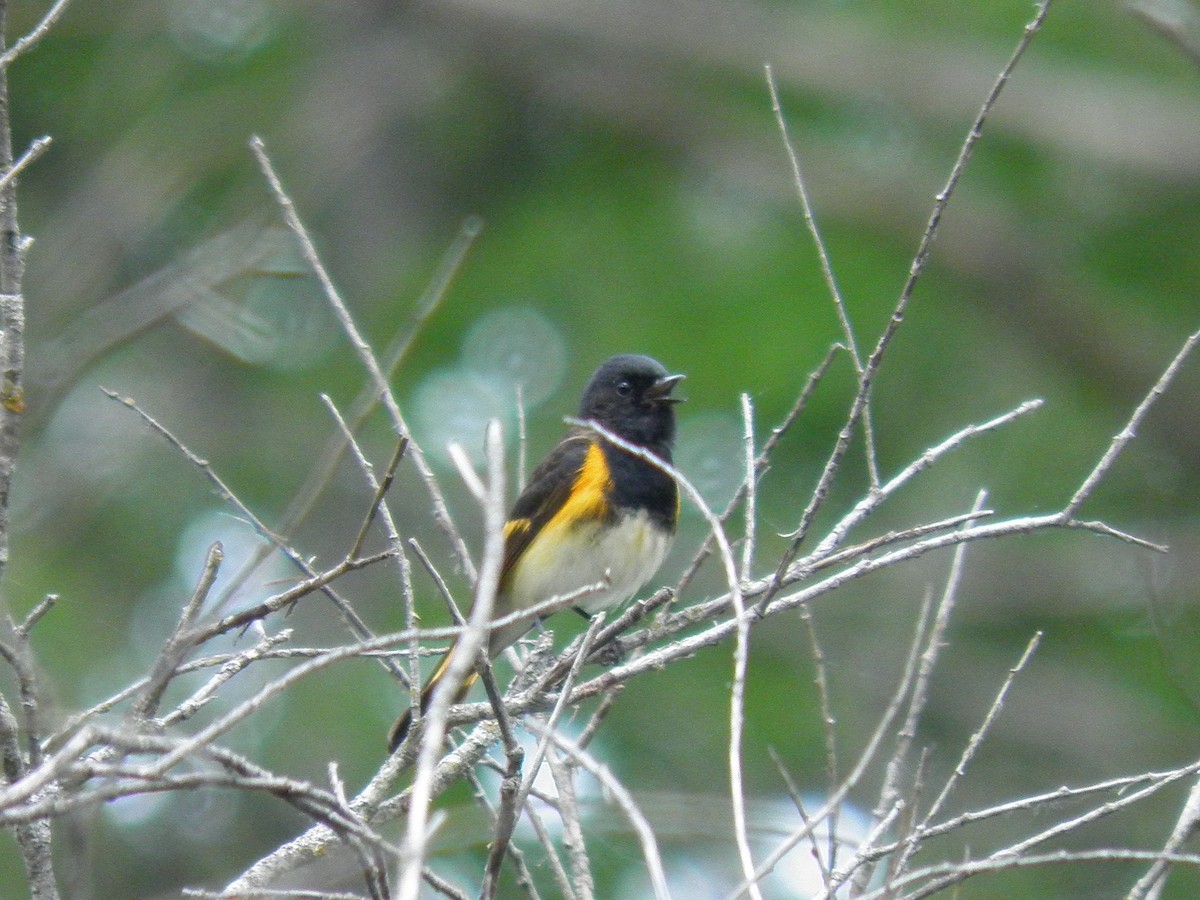American Redstart - ML619764522