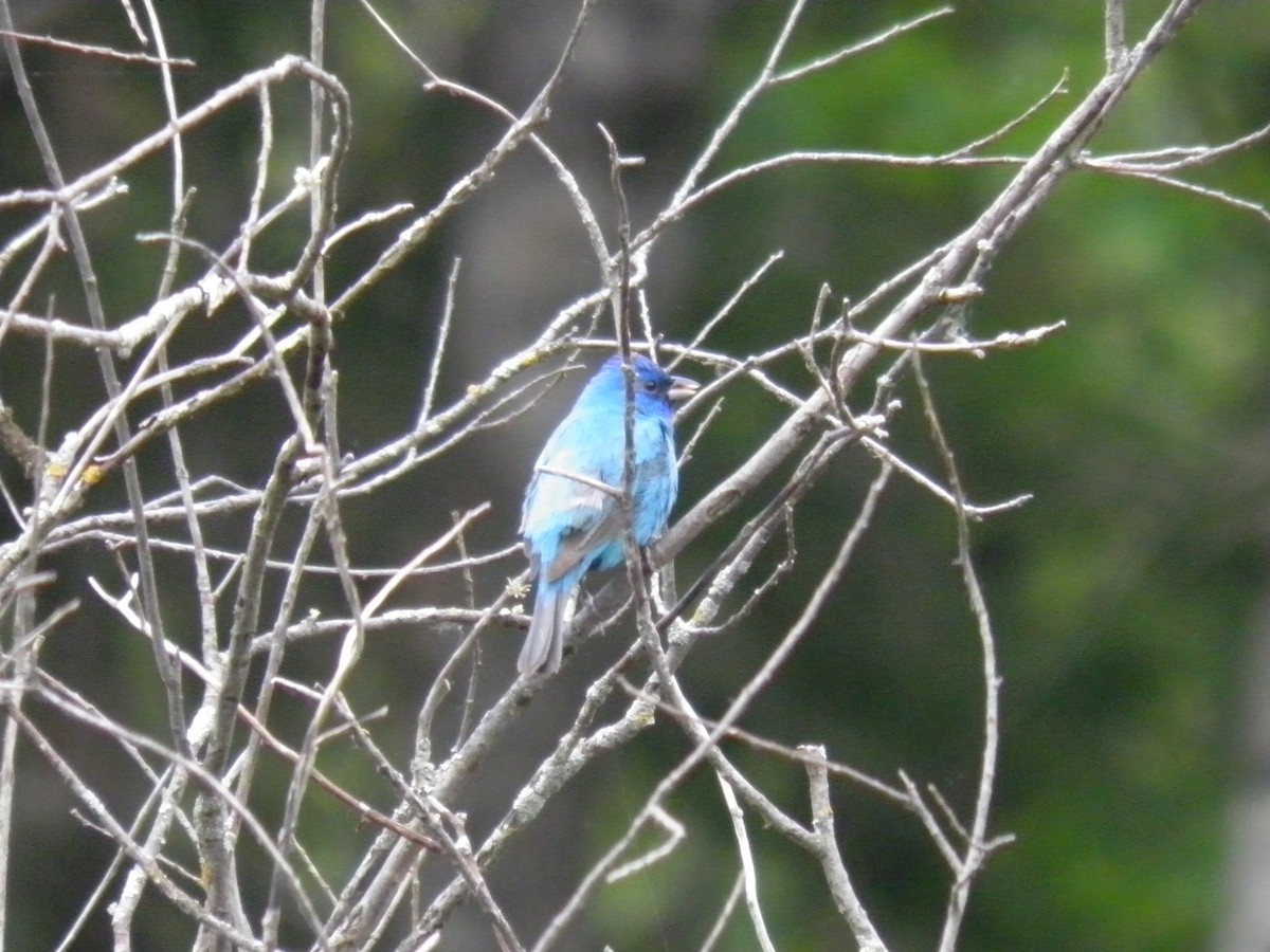 Indigo Bunting - ML619764523