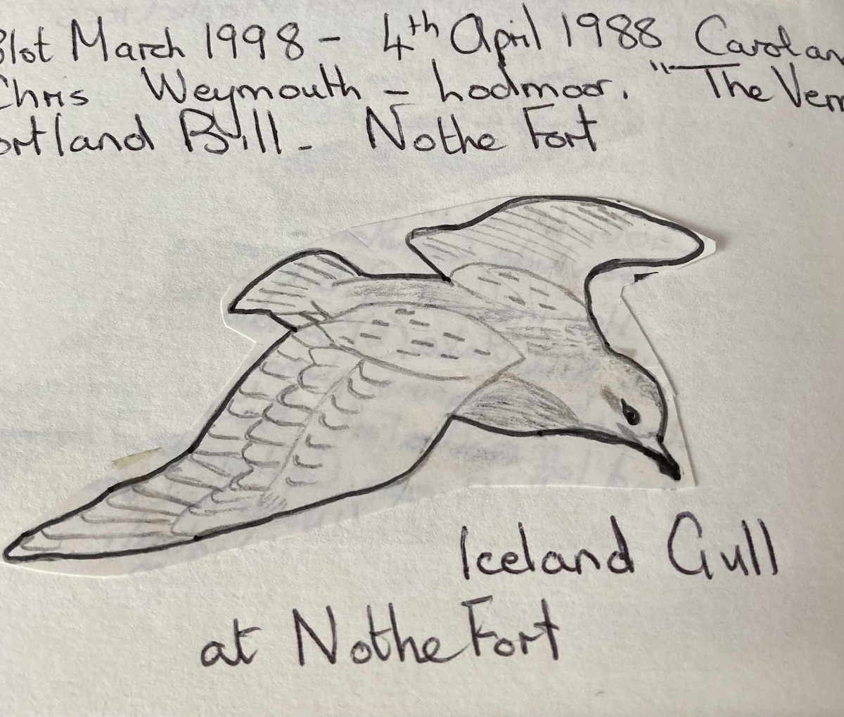 Iceland Gull (glaucoides) - ML619764524