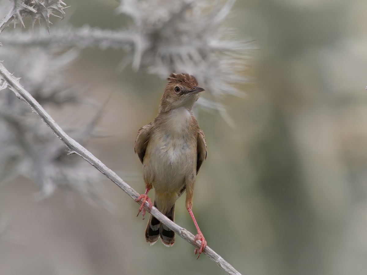 Zitting Cisticola - ML619764582