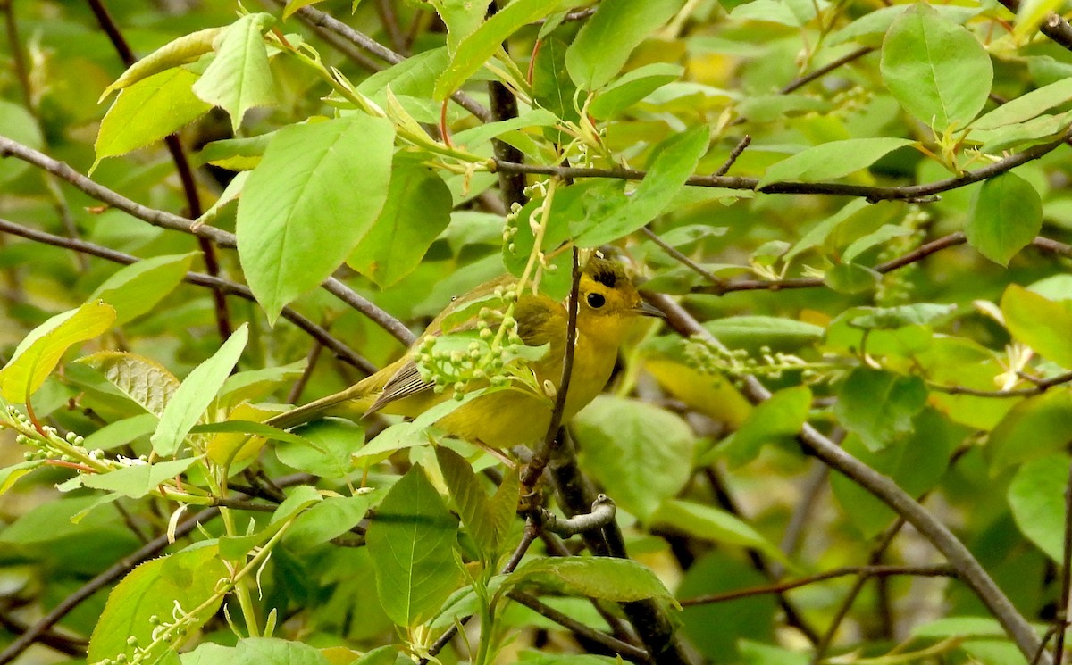 Wilson's Warbler - ML619764597