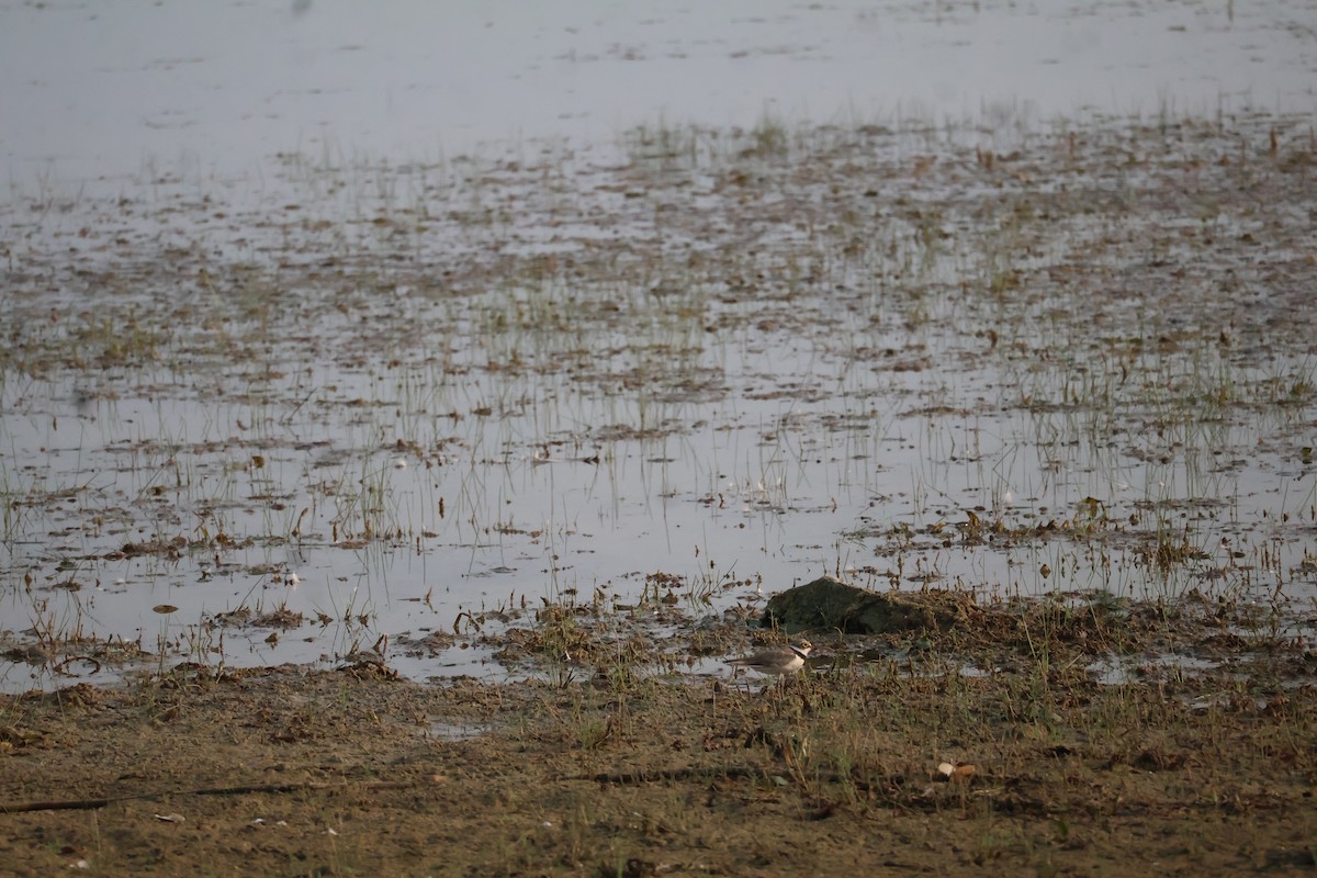 Little Ringed Plover - ML619764612