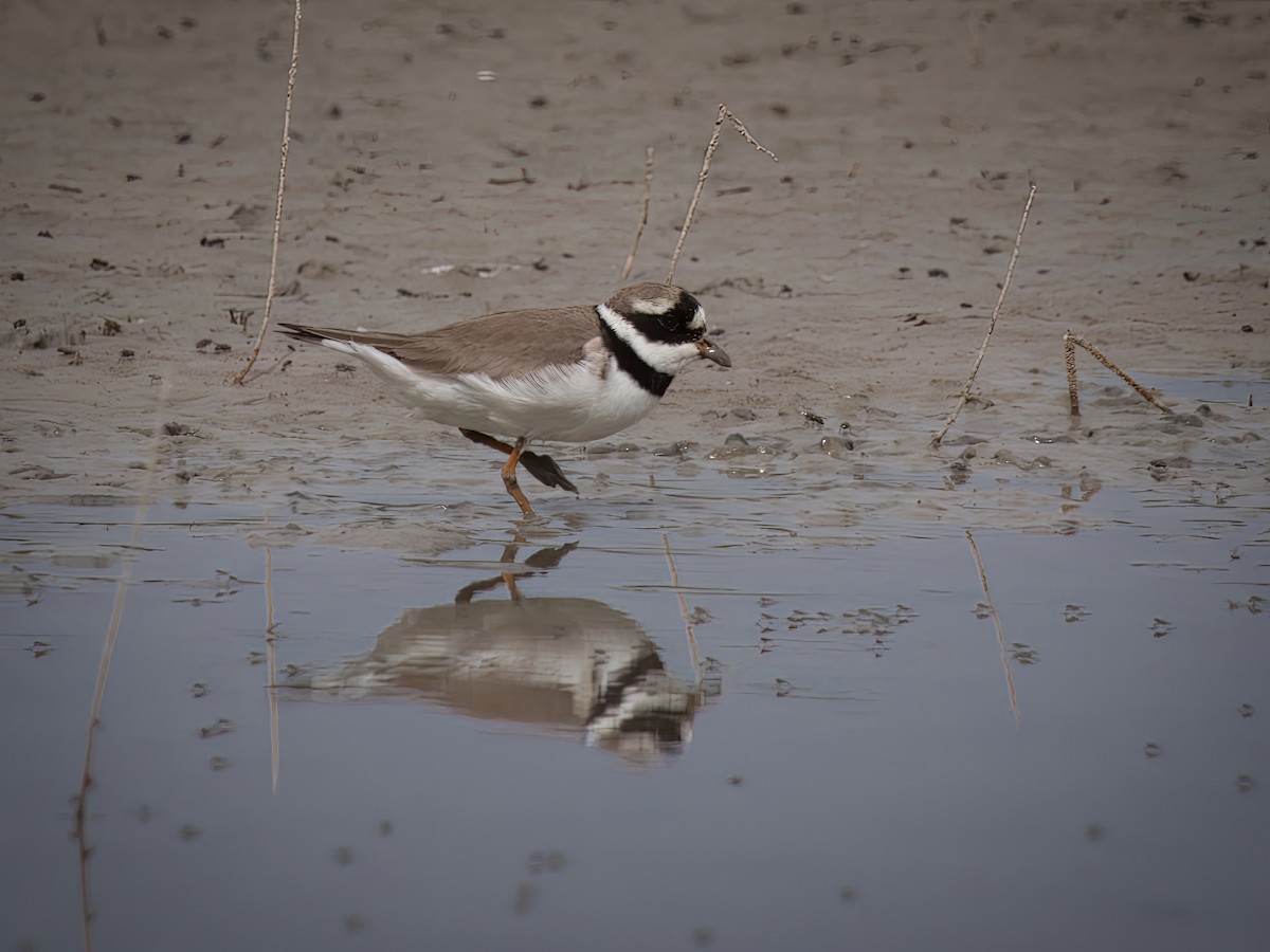 Common Ringed Plover - ML619764632