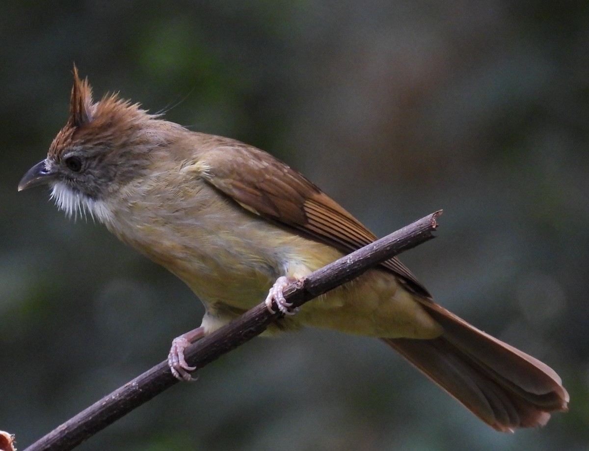 Puff-throated Bulbul - ML619764661