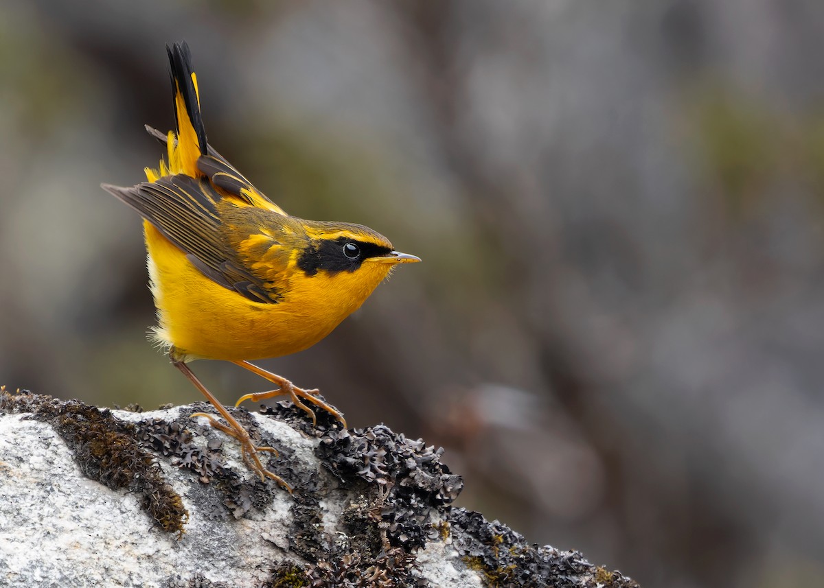 Golden Bush-Robin - ML619764679