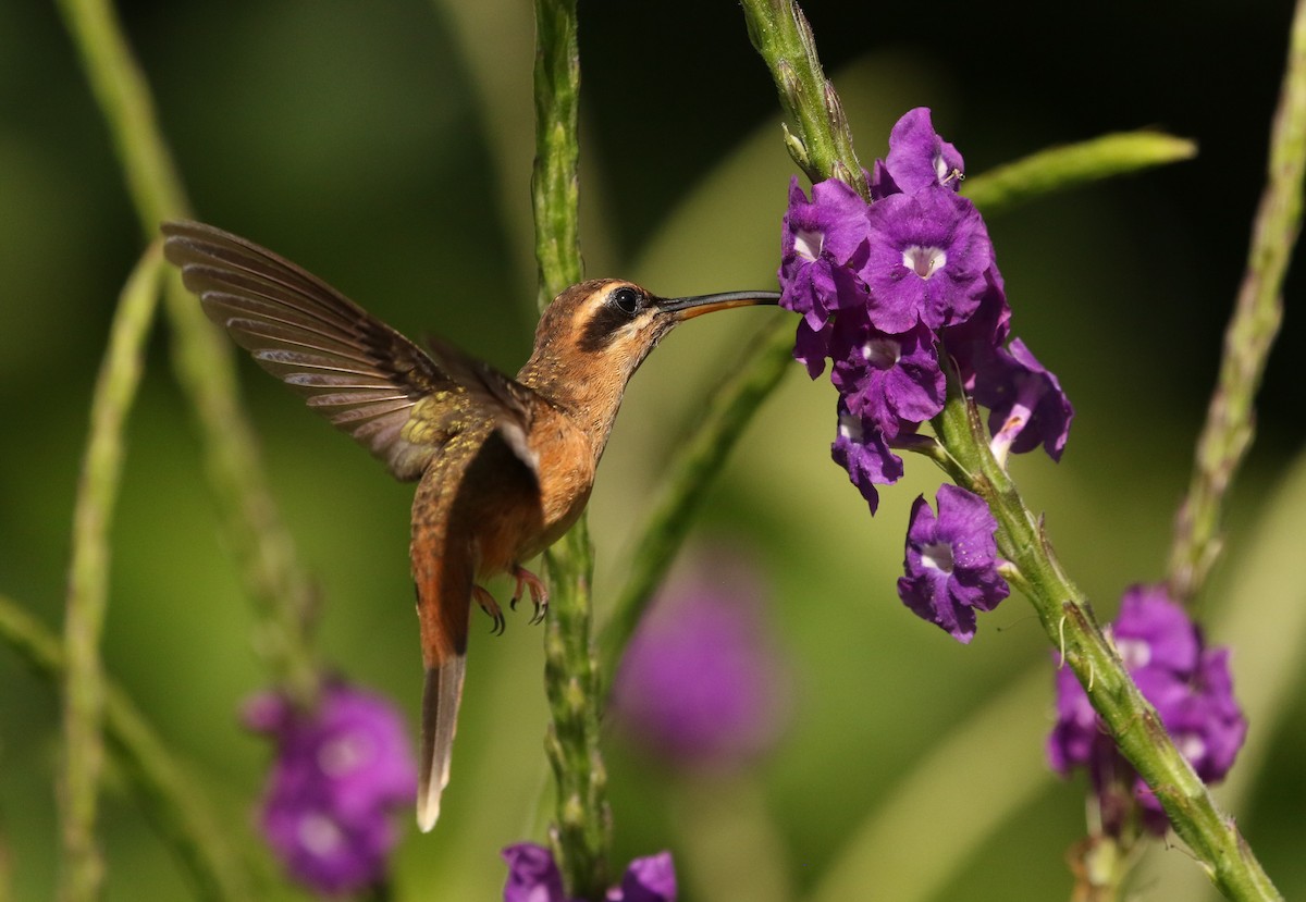 kolibřík proužkohrdlý - ML619764689