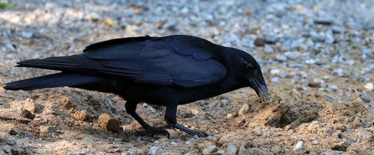 Fish Crow - Stefan Mutchnick