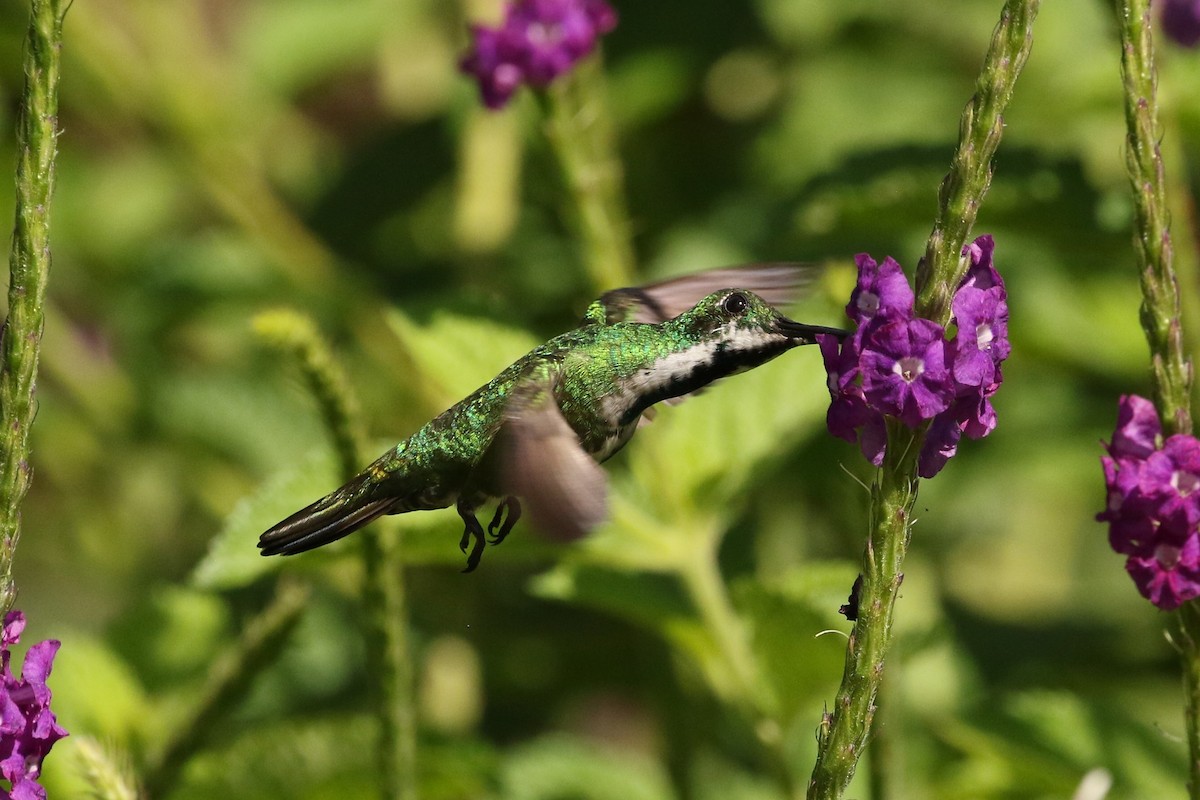 Green-breasted Mango - ML619764696