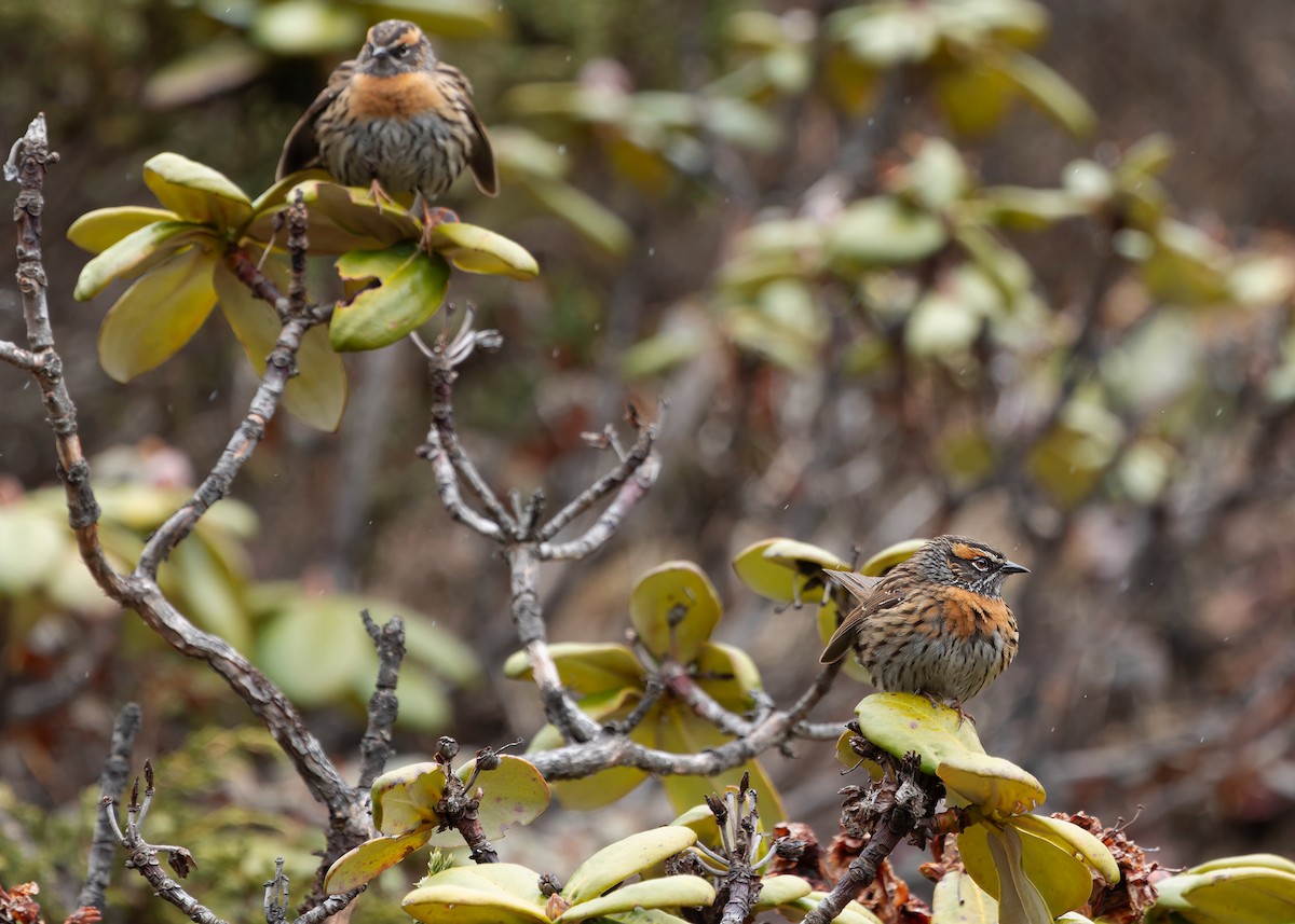 Rufous-breasted Accentor - ML619764705