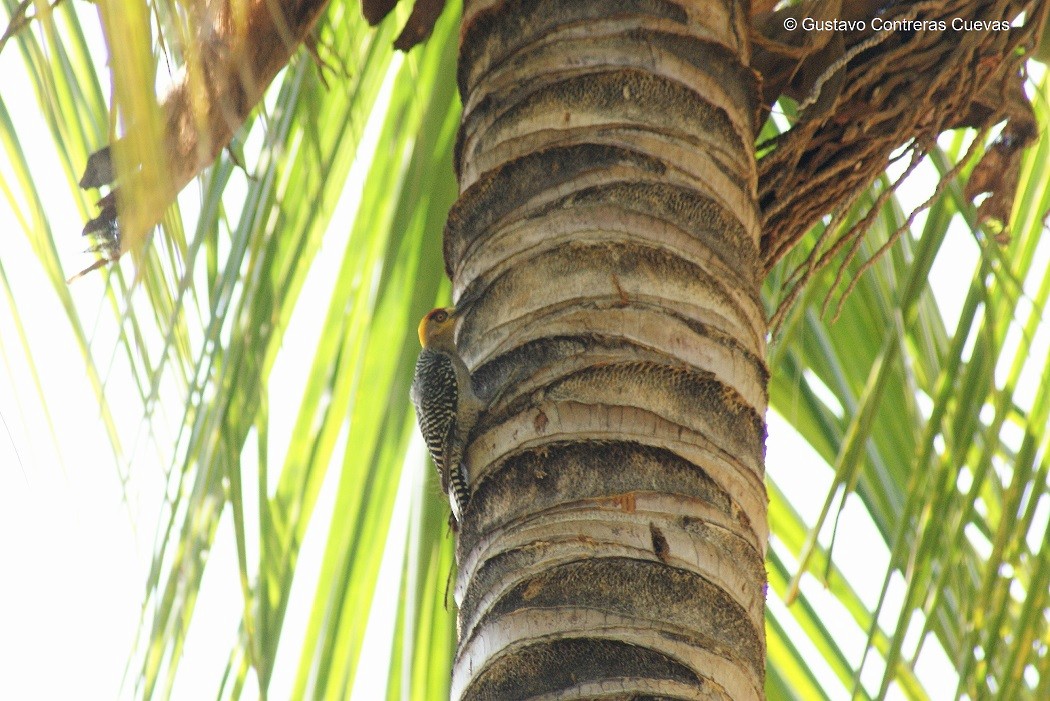 Golden-cheeked Woodpecker - Gustavo Contreras Cuevas