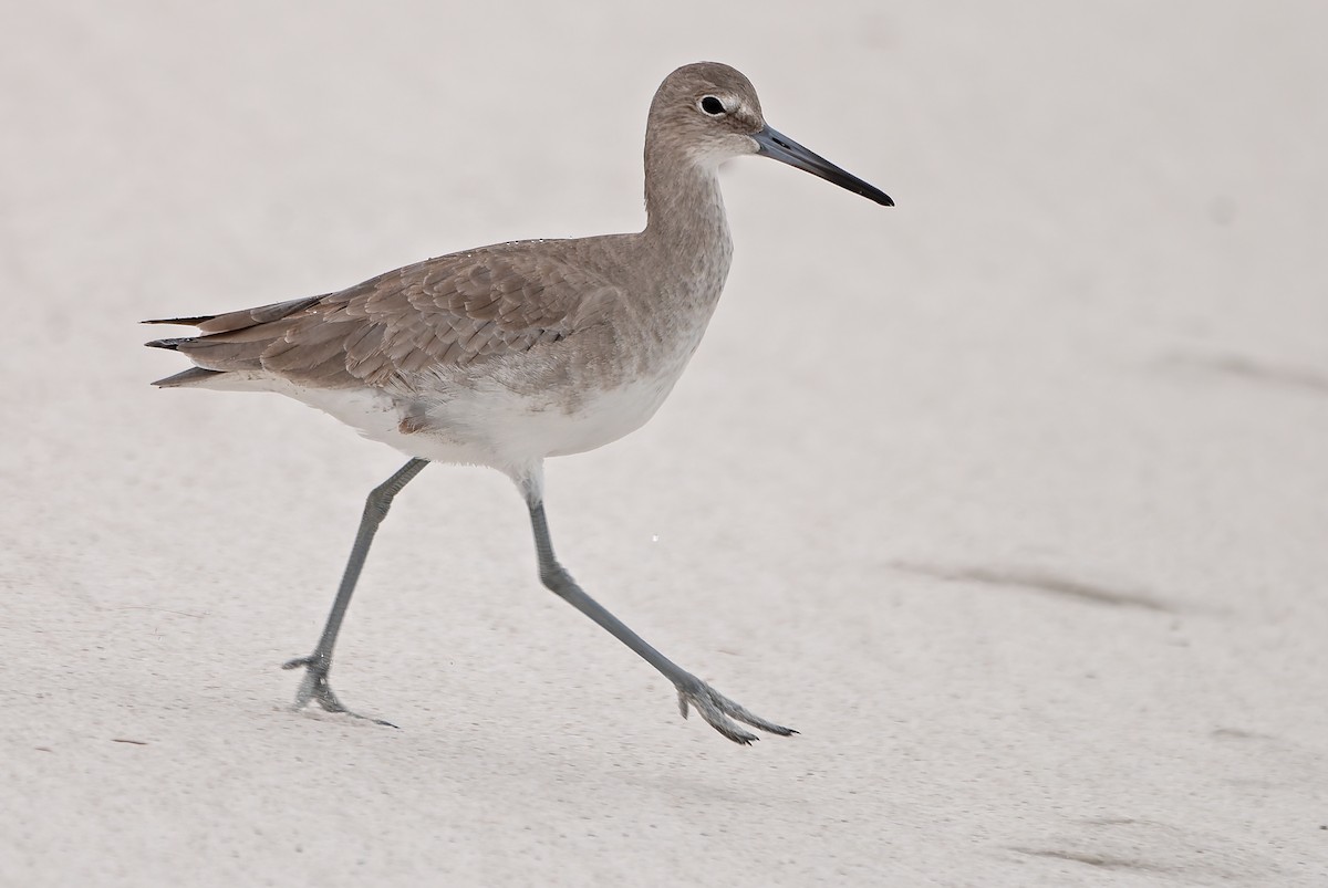 Willet - ML619764755