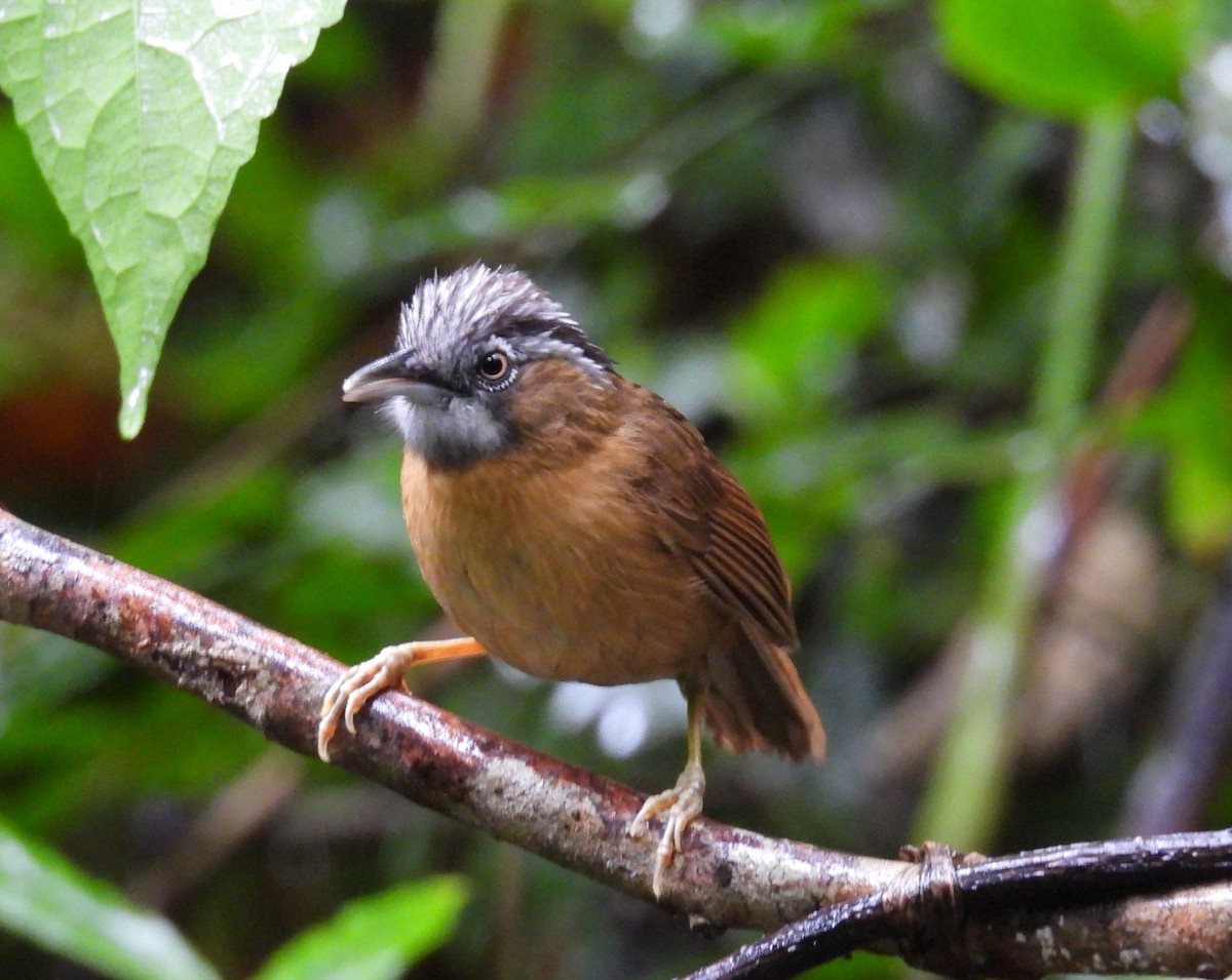 Gray-throated Babbler - ML619764774