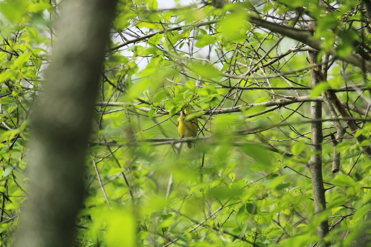 Canada Warbler - ML619764776