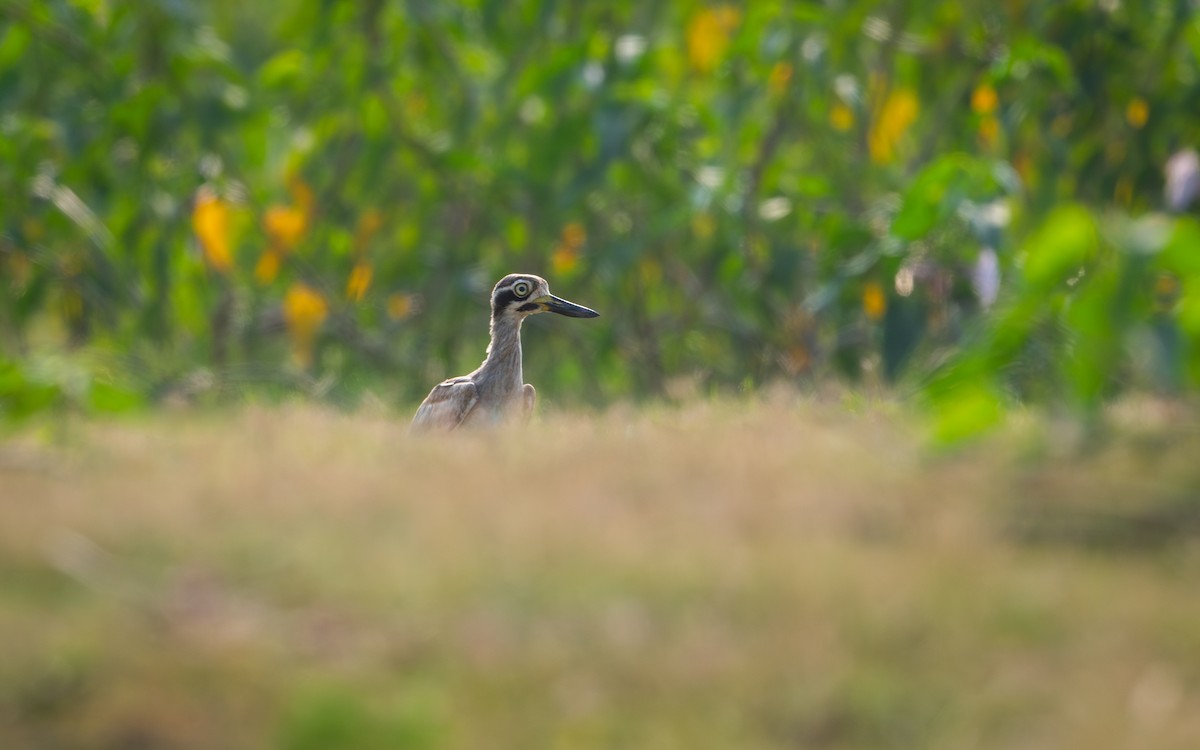 Great Thick-knee - ML619764779