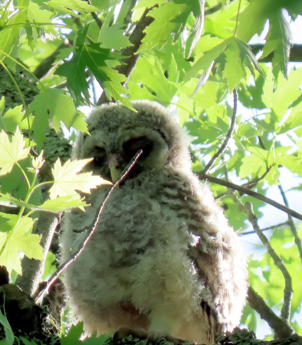 Barred Owl - ML619764795