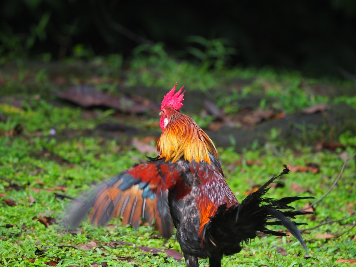 Red Junglefowl - ML619764805