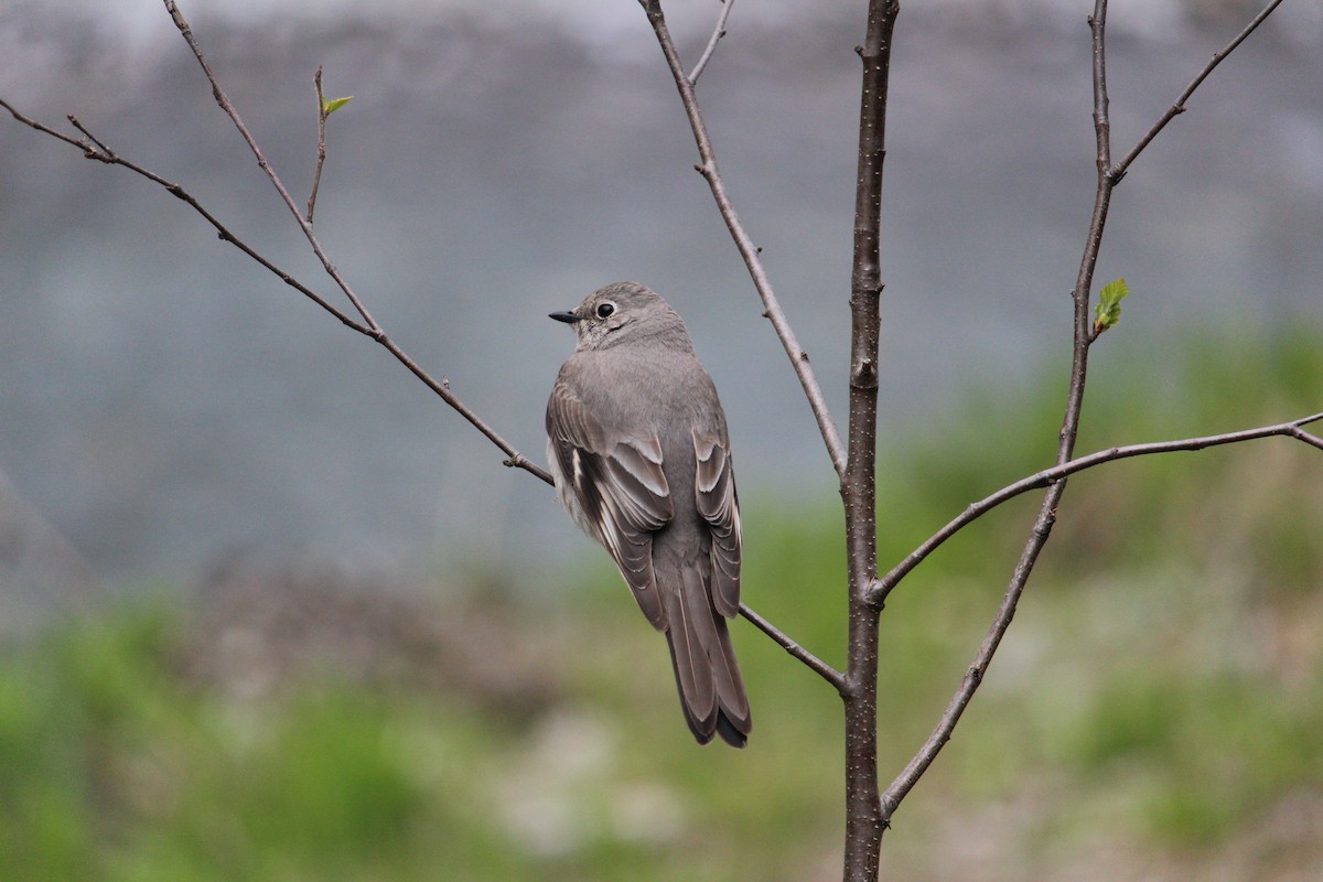 Townsend's Solitaire - ML619764822