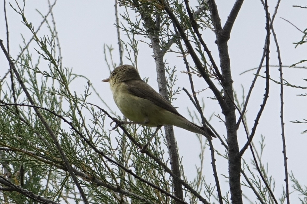 Melodious Warbler - ML619764840