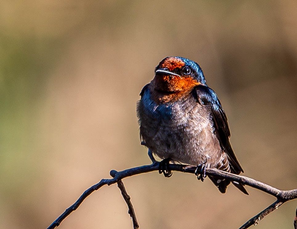 Pacific Swallow - ML619764874