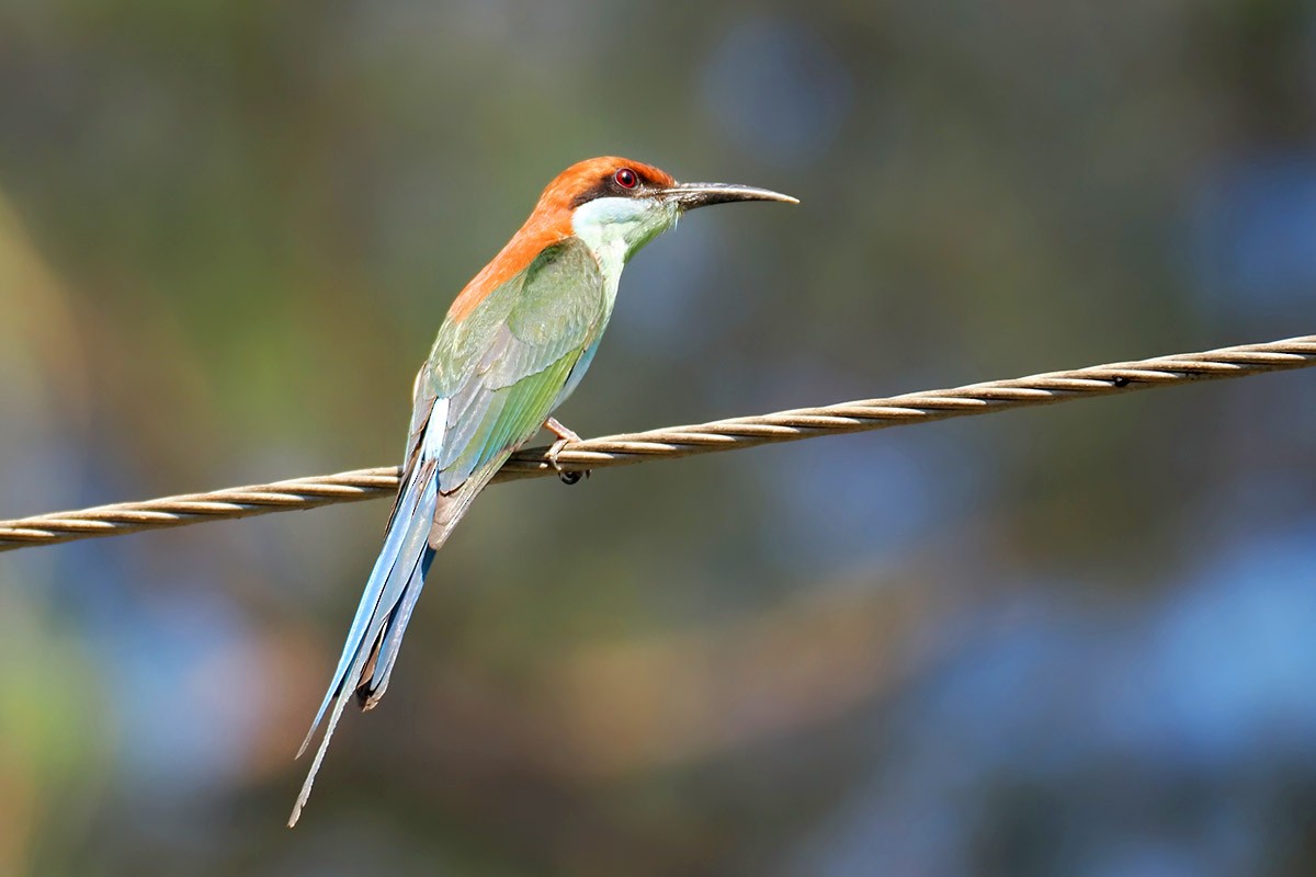 Rufous-crowned Bee-eater - ML619764881