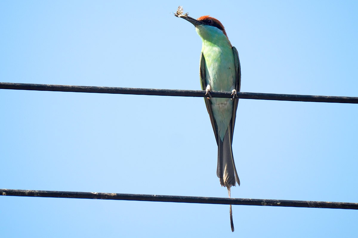 Rufous-crowned Bee-eater - ML619764890