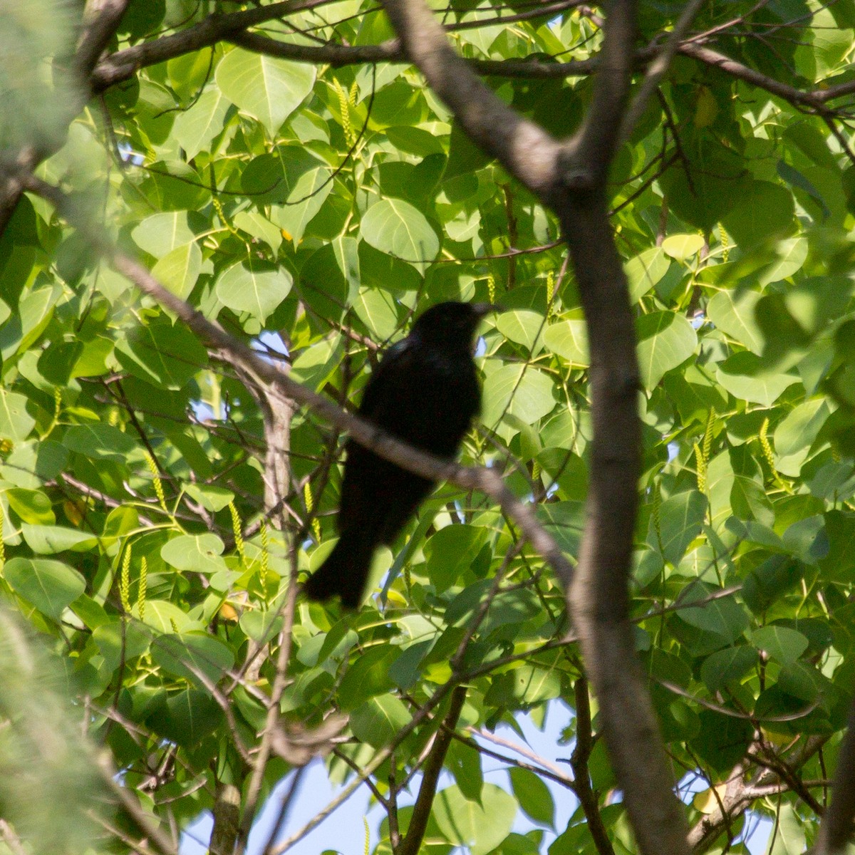 Hair-crested Drongo - ML619764909