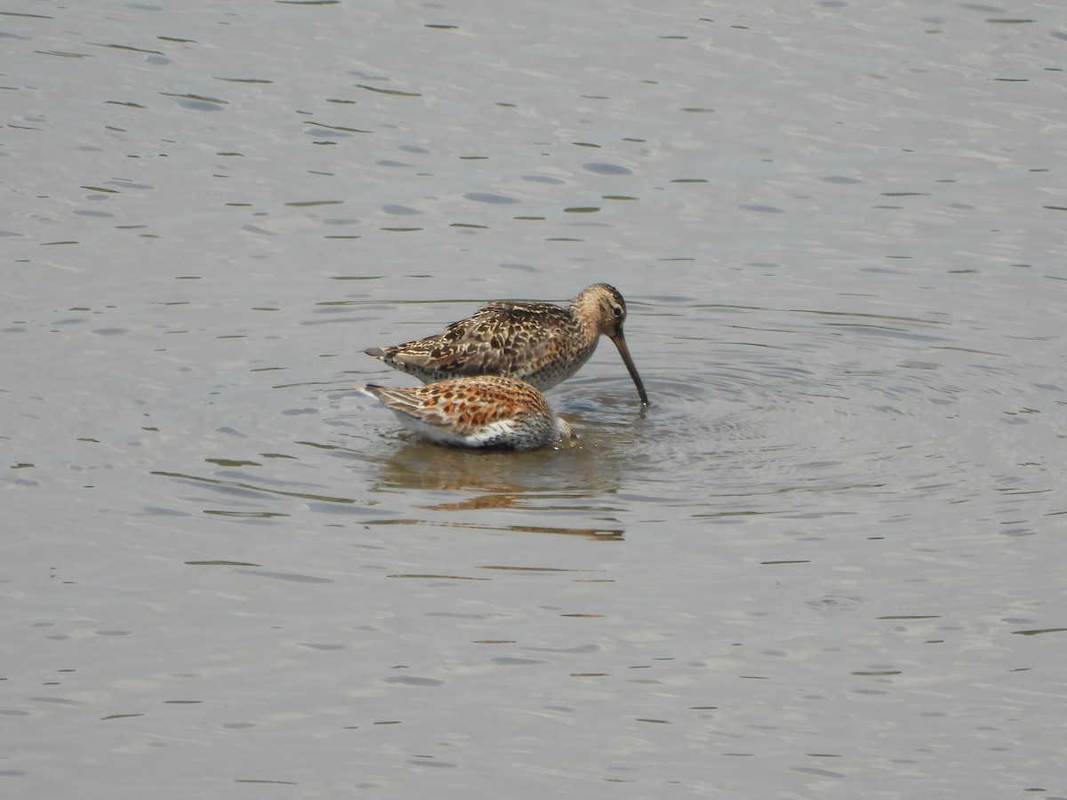 Short-billed Dowitcher - ML619764923