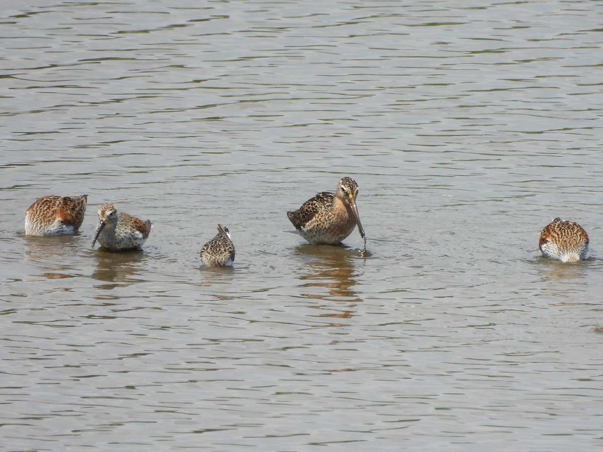 Short-billed Dowitcher - ML619764926