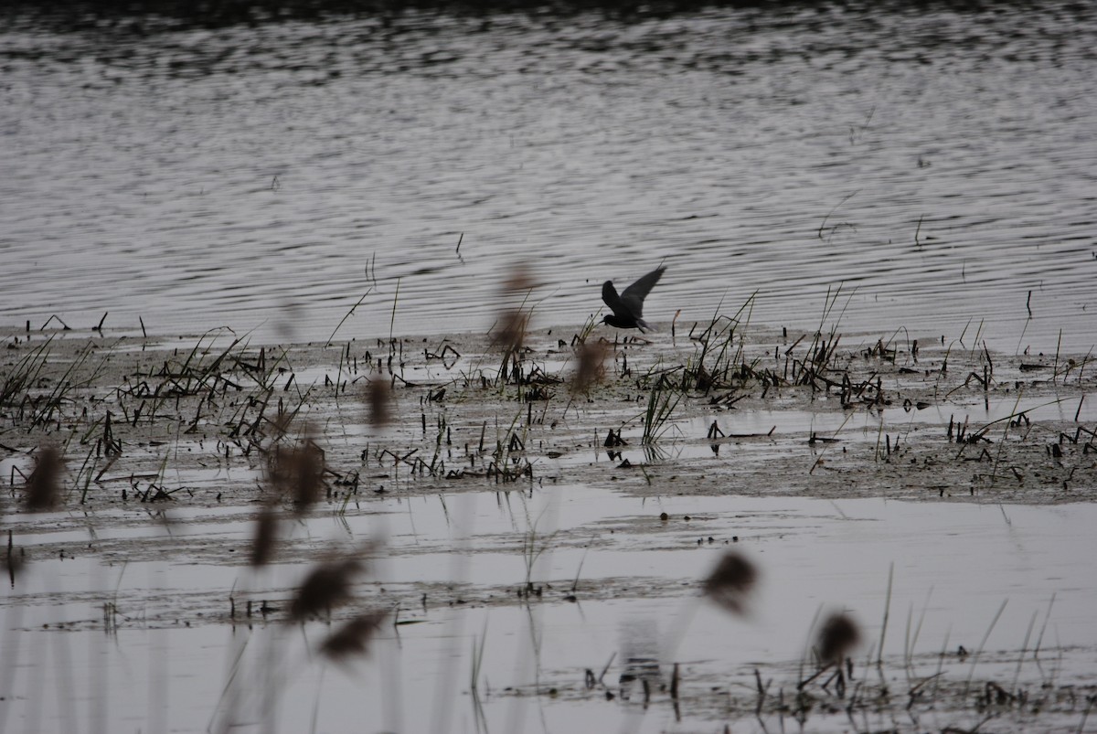 Black Tern - ML619764931