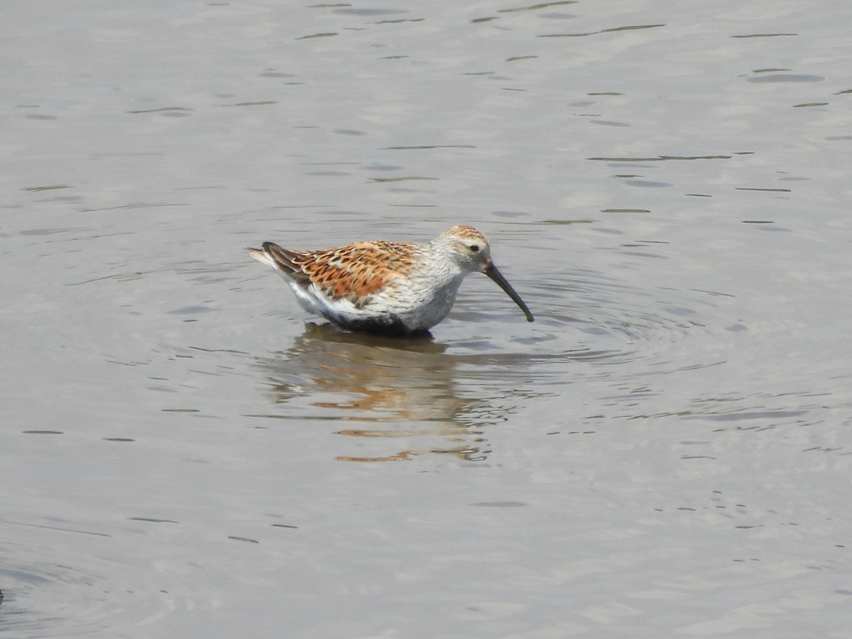 Dunlin - ML619764937