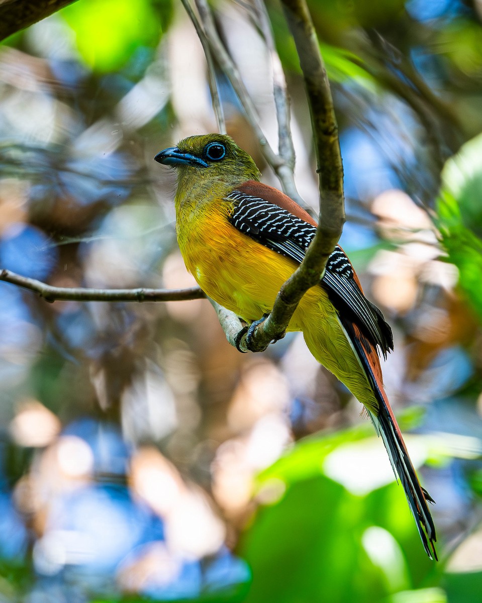 Turuncu Göğüslü Trogon - ML619764965