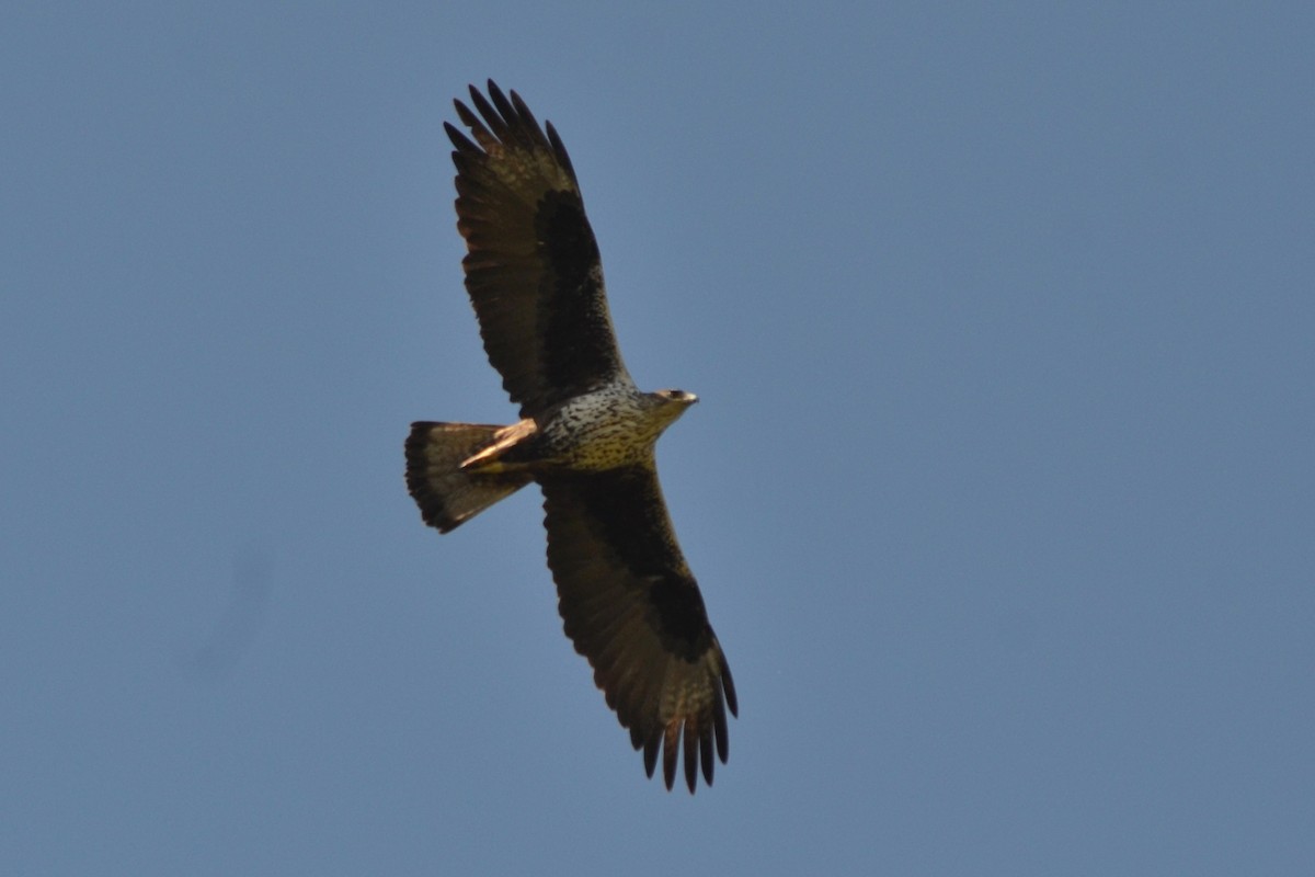 Aigle de Bonelli - ML619764969