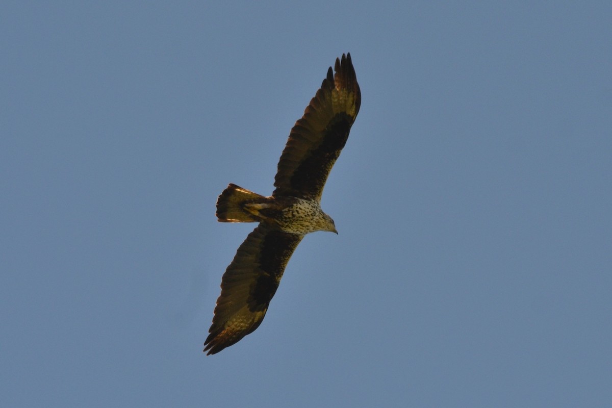 Águila Perdicera - ML619764971