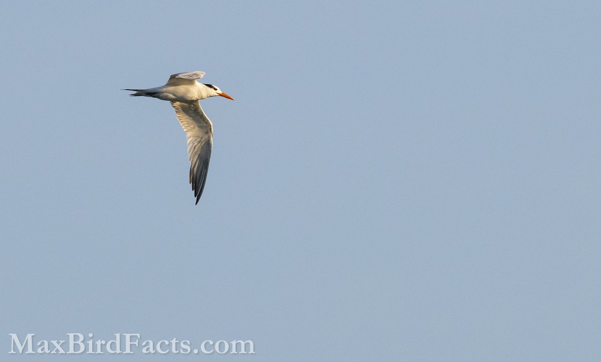 Royal Tern - Maxfield Weakley