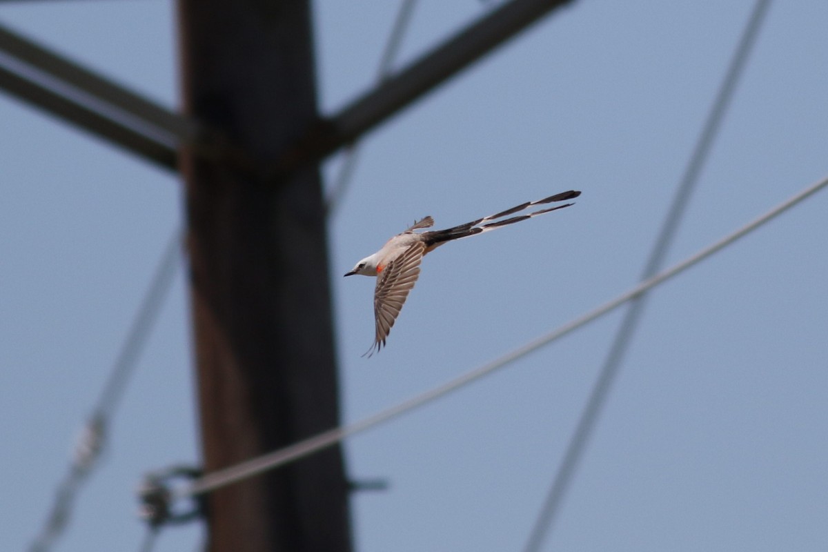 Scissor-tailed Flycatcher - ML619764992